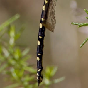 Synthemis eustalacta at Gibraltar Pines - 28 Feb 2024 03:12 PM