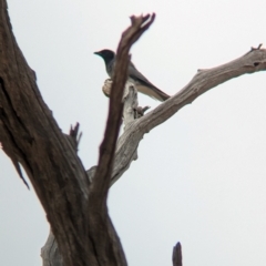 Coracina novaehollandiae (Black-faced Cuckooshrike) at East Albury, NSW - 14 Mar 2024 by Darcy