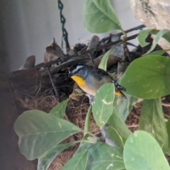 Pardalotus punctatus (Spotted Pardalote) at Albury - 14 Mar 2024 by Darcy