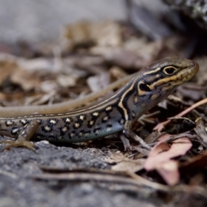 Liopholis whitii at Namadgi National Park - 28 Feb 2024