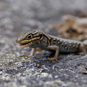 Liopholis whitii at Namadgi National Park - 28 Feb 2024