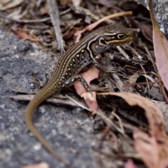 Liopholis whitii at Namadgi National Park - 28 Feb 2024