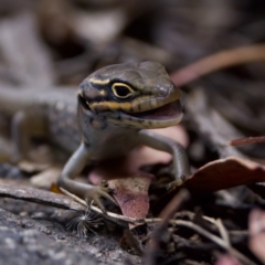 Liopholis whitii at Namadgi National Park - 28 Feb 2024