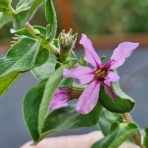 Lythrum salicaria at Umbagong District Park - 15 Mar 2024