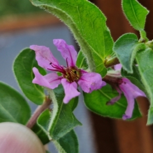 Lythrum salicaria at Umbagong District Park - 15 Mar 2024