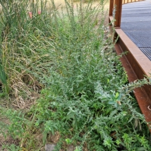 Lythrum salicaria at Umbagong District Park - 15 Mar 2024