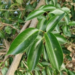 Ligustrum lucidum (Large-leaved Privet) at Umbagong District Park - 15 Mar 2024 by trevorpreston