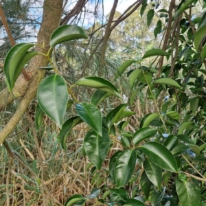 Ligustrum lucidum at Umbagong District Park - 15 Mar 2024