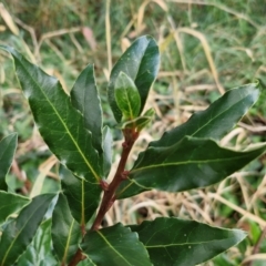 Laurus nobilis (Bay Tree) at Umbagong District Park - 15 Mar 2024 by trevorpreston