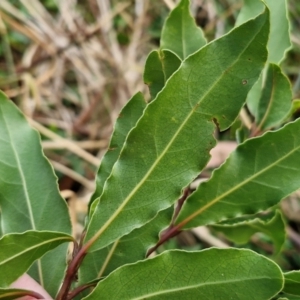 Laurus nobilis at Umbagong District Park - 15 Mar 2024