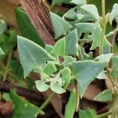 Einadia nutans subsp. nutans (Climbing Saltbush) at Umbagong District Park - 15 Mar 2024 by trevorpreston