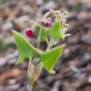 Einadia nutans subsp. nutans at Umbagong District Park - 15 Mar 2024