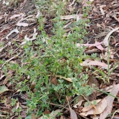 Einadia nutans subsp. nutans at Umbagong District Park - 15 Mar 2024 05:36 PM