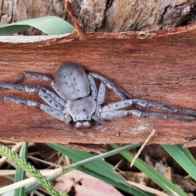 Isopeda canberrana (Canberra Huntsman Spider) at Umbagong District Park - 15 Mar 2024 by trevorpreston