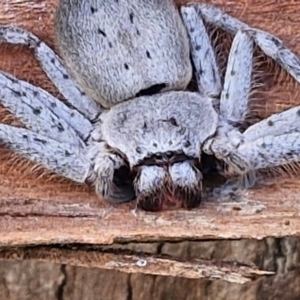 Isopeda canberrana at Umbagong District Park - 15 Mar 2024 05:35 PM