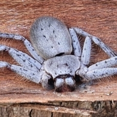 Isopeda canberrana at Umbagong District Park - 15 Mar 2024 05:35 PM