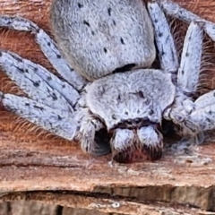 Isopeda canberrana at Umbagong District Park - 15 Mar 2024 05:35 PM