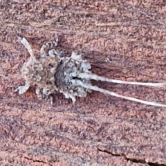 Fulgoroidea sp. (superfamily) (Unidentified fulgoroid planthopper) at Latham, ACT - 15 Mar 2024 by trevorpreston