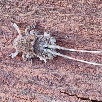 Fulgoroidea sp. (superfamily) (Unidentified fulgoroid planthopper) at Umbagong District Park - 15 Mar 2024 by trevorpreston