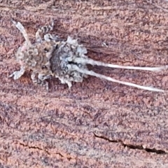 Fulgoroidea (superfamily) at Umbagong District Park - 15 Mar 2024 05:35 PM