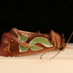 Cosmodes elegans (Green Blotched Moth) at Ainslie, ACT - 13 Mar 2024 by jb2602