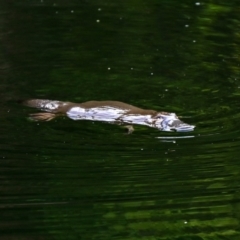 Ornithorhynchus anatinus (Platypus) at Namadgi National Park - 13 Mar 2024 by Jek