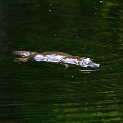 Ornithorhynchus anatinus (Platypus) at Cotter River, ACT - 13 Mar 2024 by Jek