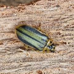 Xanthogaleruca luteola (Elm leaf beetle) at Umbagong District Park - 15 Mar 2024 by trevorpreston