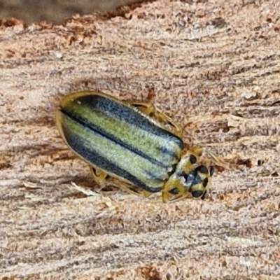 Xanthogaleruca luteola (Elm leaf beetle) at Umbagong District Park - 15 Mar 2024 by trevorpreston