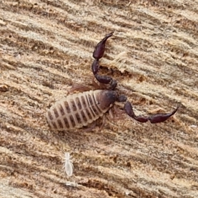 Conicochernes sp. (genus) (Chernetid Pseudoscorpion) at Umbagong District Park - 15 Mar 2024 by trevorpreston