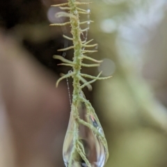 Usnea sp. (genus) (Bearded lichen) at Namadgi National Park - 15 Feb 2024 by Jek