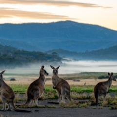 Macropus giganteus (Eastern Grey Kangaroo) at Namadgi National Park - 21 Jan 2024 by Jek