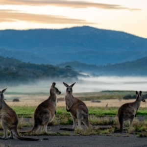 Macropus giganteus at Namadgi National Park - 21 Jan 2024