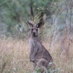 Macropus giganteus (Eastern Grey Kangaroo) at Mount Majura - 15 Mar 2024 by HappyWanderer