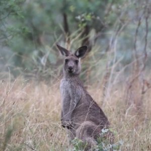 Macropus giganteus at Mount Majura - 15 Mar 2024