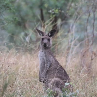 Macropus giganteus (Eastern Grey Kangaroo) at Mount Majura - 14 Mar 2024 by HappyWanderer