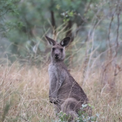 Macropus giganteus (Eastern Grey Kangaroo) at Mount Majura - 15 Mar 2024 by HappyWanderer