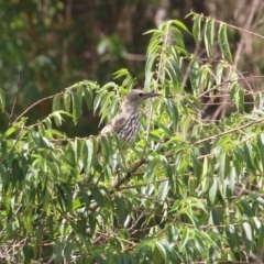 Oriolus sagittatus (Olive-backed Oriole) at Currowan, NSW - 19 Feb 2021 by UserCqoIFqhZ