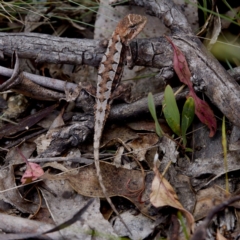 Rankinia diemensis (Mountain Dragon) at Cotter River, ACT - 28 Feb 2024 by KorinneM