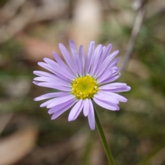 Brachyscome spathulata (Coarse Daisy, Spoon-leaved Daisy) at QPRC LGA - 13 Mar 2024 by RobG1