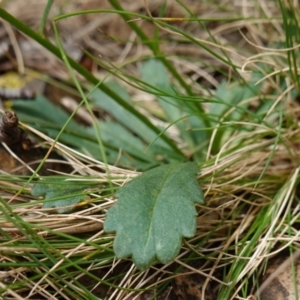 Brachyscome spathulata at QPRC LGA - 13 Mar 2024