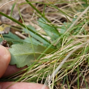 Brachyscome spathulata at QPRC LGA - 13 Mar 2024