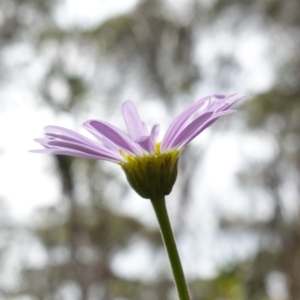 Brachyscome spathulata at QPRC LGA - 13 Mar 2024