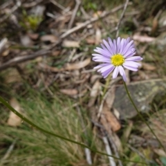 Brachyscome spathulata at QPRC LGA - 13 Mar 2024