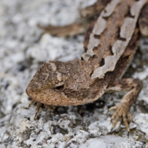 Rankinia diemensis at Namadgi National Park - 28 Feb 2024