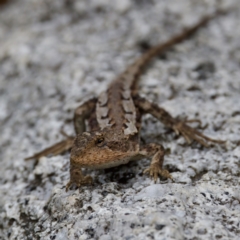 Rankinia diemensis at Namadgi National Park - 28 Feb 2024