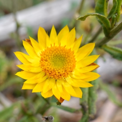 Xerochrysum bracteatum (Golden Everlasting) at Jingera, NSW - 13 Mar 2024 by RobG1