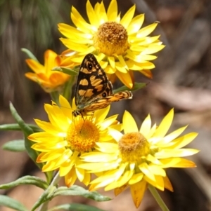 Oreixenica lathoniella at Tallaganda State Forest - 13 Mar 2024