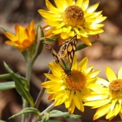 Oreixenica lathoniella at Tallaganda State Forest - 13 Mar 2024