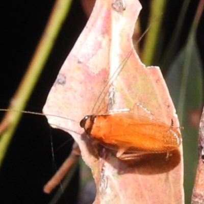 Escala sp. (genus) (Escala cockroach) at Lions Youth Haven - Westwood Farm A.C.T. - 12 Mar 2024 by HelenCross